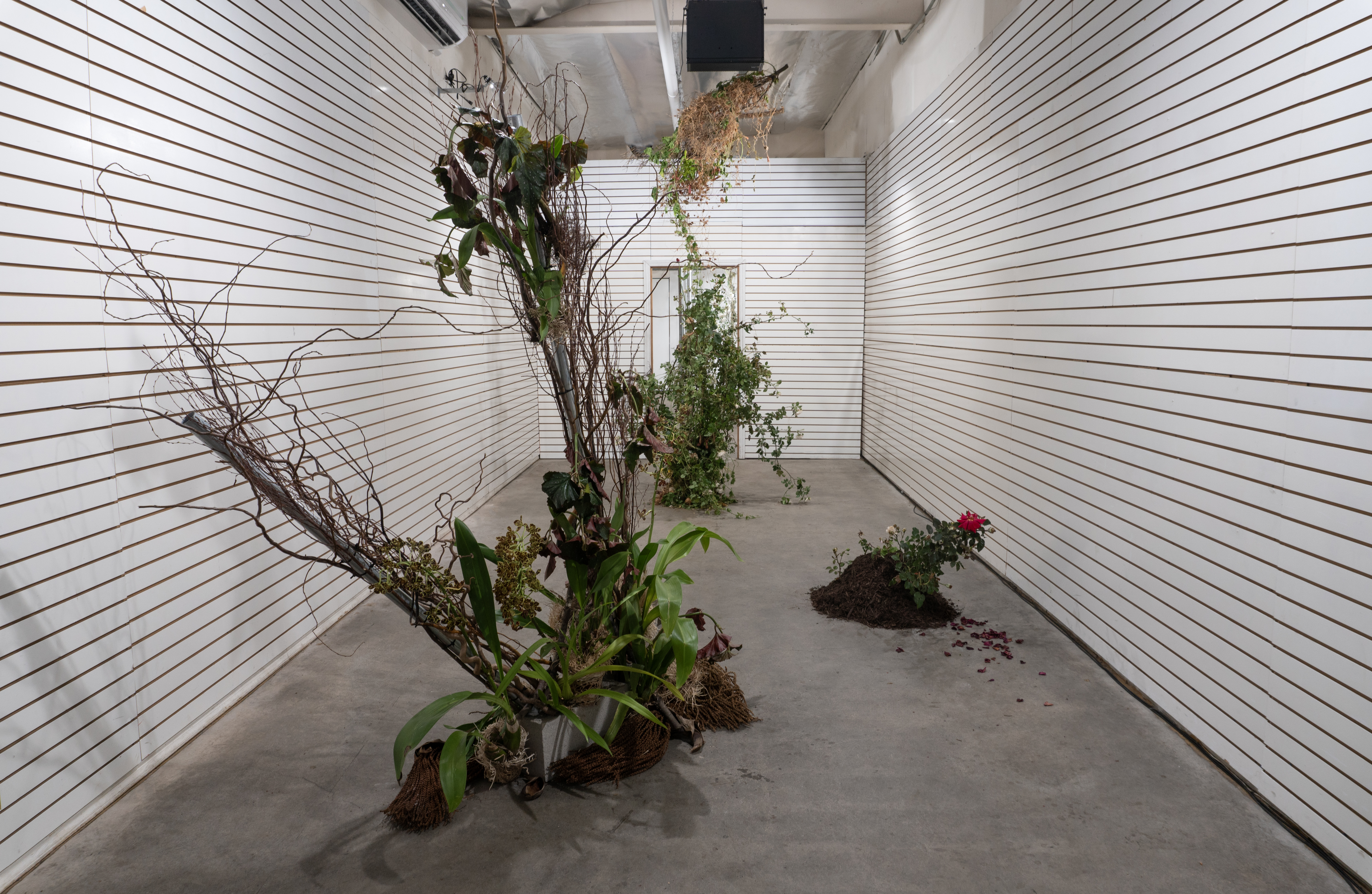 Wilt II - Image 7